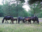 Dales Pony Herd
