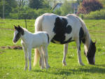 Mare with Dales crossbred foal Hattie.