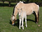Fjord mare and foal.