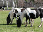 Percheron pony cross mares.