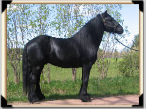 Our Stallions